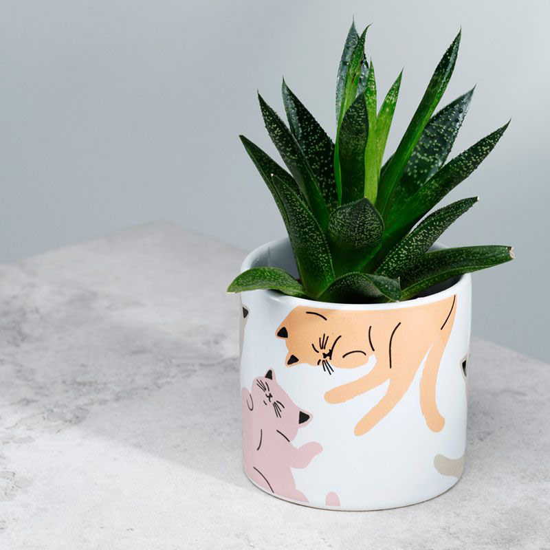 Vasetto per piante con gatti colorati – Lo Smagatto